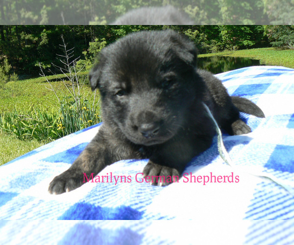 Medium Photo #6 German Shepherd Dog Puppy For Sale in PIEDMONT, MO, USA