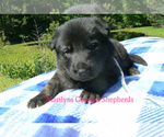 Small #5 German Shepherd Dog