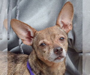 Chiweenie Dogs for adoption in Huntley, IL, USA