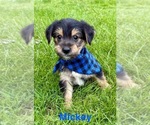 Small #4 YorkiePoo