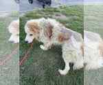 Small #7 Great Pyrenees Mix