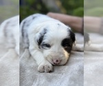 Puppy BlueMerle4 Border Collie