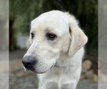 Small Photo #4 Labrador Retriever Puppy For Sale in San Diego, CA, USA