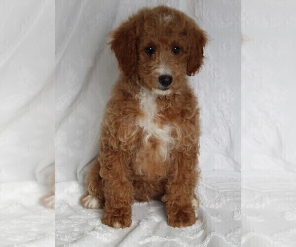 Medium Photo #1 Goldendoodle (Miniature) Puppy For Sale in FREDERICKSBURG, OH, USA