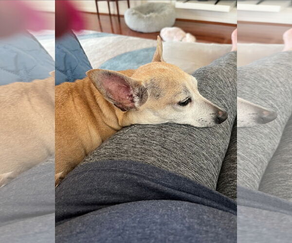 Medium Photo #2 Chihuahua Puppy For Sale in Rosenberg, TX, USA