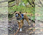 Small #23 Boxer Mix