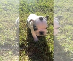 Small #23 French Bulldog
