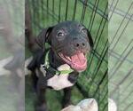 Small #1 Staffordshire Bull Terrier Mix