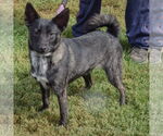 Small #1 Schipperke Mix