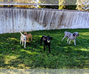 Nalaa - Female Labrador Retriever-Unknown Mix Dog for Adoption - Photo #11