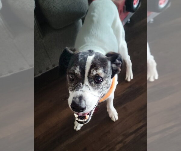 Medium Photo #12 Jack-Rat Terrier Puppy For Sale in McKinney, TX, USA