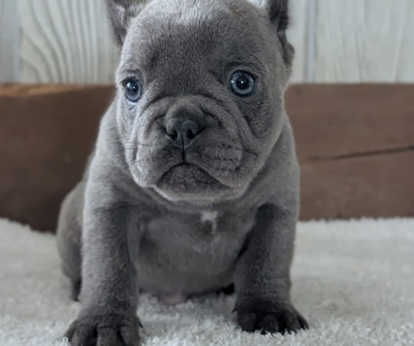 Medium Photo #6 French Bulldog Puppy For Sale in GOSHEN, IN, USA