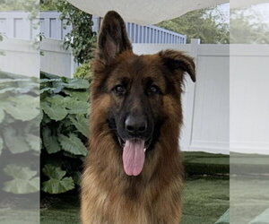 German Shepherd Dog Dogs for adoption in Miami, FL, USA