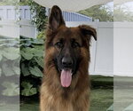 Small German Shepherd Dog