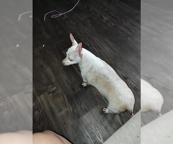 Medium Photo #1 Chihuahua Puppy For Sale in San Antonio, TX, USA