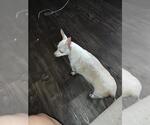 Small Chihuahua