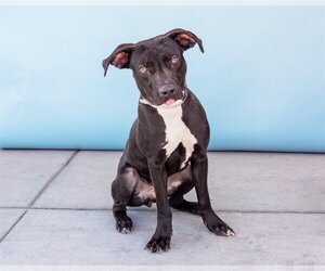 American Pit Bull Terrier Dogs for adoption in Pasadena, CA, USA
