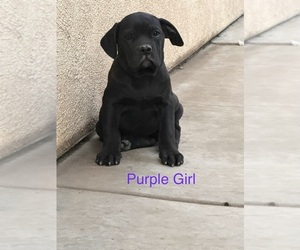 Cane Corso Puppy for sale in BAKERSFIELD, CA, USA