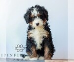 Small Bernedoodle (Miniature)