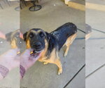 Small Photo #2 German Shepherd Dog Puppy For Sale in MIDWAY, UT, USA