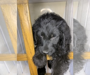 Labradoodle Puppy for sale in CORRAL DE TIERRA, CA, USA