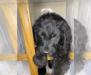 Labradoodle Puppy for sale in CORRAL DE TIERRA, CA, USA