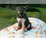 Small #5 German Shepherd Dog