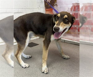 Doberman Pinscher Dogs for adoption in San Bernardino, CA, USA