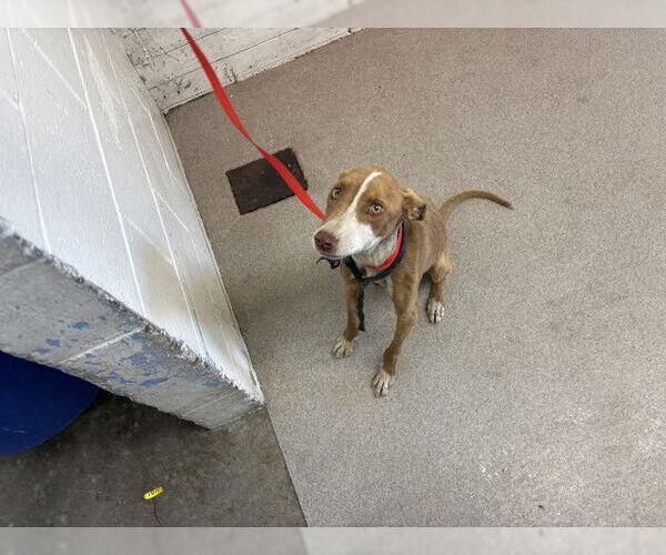 Medium Photo #1 Mutt Puppy For Sale in San Bernardino, CA, USA