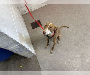 Mutt Dogs for adoption in San Bernardino, CA, USA