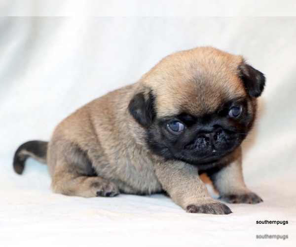 Medium Photo #13 Pug Puppy For Sale in WINNSBORO, TX, USA
