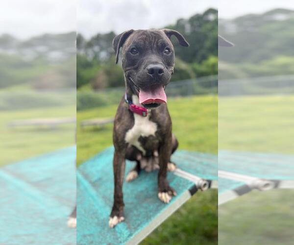 Medium Photo #3 American Pit Bull Terrier-Unknown Mix Puppy For Sale in Virginia Beach, VA, USA