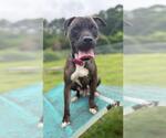 Small #2 American Pit Bull Terrier Mix