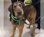 Small Photo #8 Airedale Terrier-Unknown Mix Puppy For Sale in Washington, DC, USA