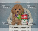 Image preview for Ad Listing. Nickname: AKC TCUP TEDDY