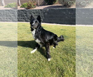 Border Collie Dogs for adoption in Queen Creek, AZ, USA