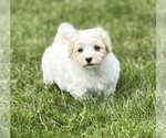 Small #15 Maltese
