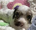 Small Photo #7 Cocker Spaniel Puppy For Sale in GADSDEN, AL, USA