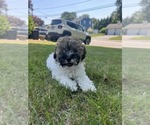 Small #4 Poochon