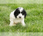 Small #3 Cockapoo (Miniature)