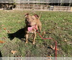 Small #5 American Pit Bull Terrier Mix