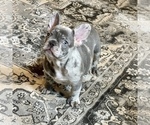 Small Photo #10 French Bulldog Puppy For Sale in GIG HARBOR, WA, USA