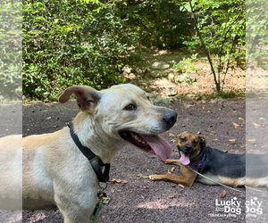 Labrador Retriever-Retriever  Mix Dogs for adoption in Washington, DC, USA