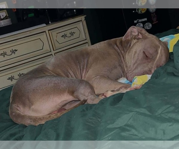 Medium Photo #8 American Pit Bull Terrier-Unknown Mix Puppy For Sale in Germantown, OH, USA