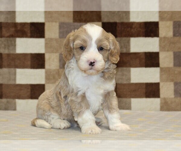 Medium Photo #4 Bernedoodle (Miniature)-Cavapoo (Miniature) Mix Puppy For Sale in DENVER, PA, USA
