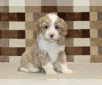 Small #3 Bernedoodle (Miniature)-Cavapoo (Miniature) Mix