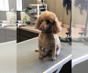 Father of the ShihPoo puppies born on 04/15/2025