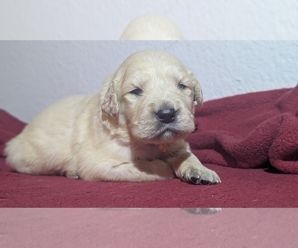 Medium Photo #35 Golden Retriever Puppy For Sale in MODESTO, CA, USA