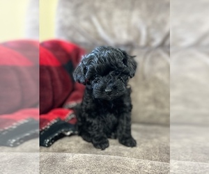 Poodle (Toy) Puppy for sale in MARYVILLE, MO, USA