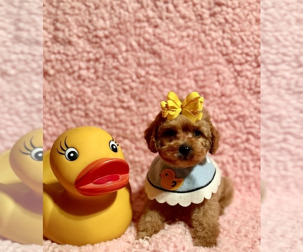 Medium Photo #4 Poodle (Toy) Puppy For Sale in REDLANDS, CA, USA